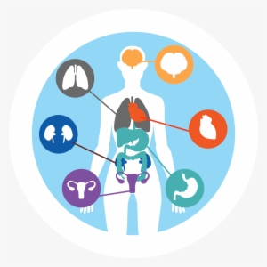 How Ipl Works #2693461