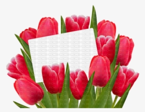 Kaz Creations 8th March Happy Women's Day Deco - Tulips Clipart Transparent #2694919