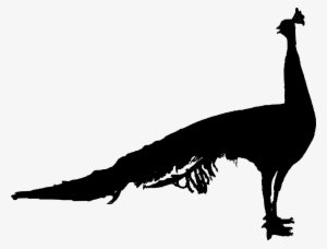 Peacock,cut Out,male Feather,poultry - Pavo Real Png Vector #2695076