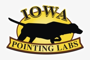 Ipl - Iowa Pointing Labs #2697727 Ipl - Iowa Pointing Labs #2697727