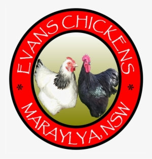 Evans Chickens Photos Backyard Chickens For Sale Sydney - Ebook Americans From Africa: Slavery And Its Aftermath #2698953