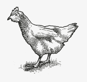 Leave The Farm To Table Restaurant, The Gourmet Grocer, - Chicken Chalk Drawing Png #2698954