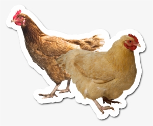 Who Are Chicken 'n Things #2699009