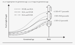 Prenatal Growth Chart Demonstrating Development Of - Sga Vs Iugr #2699369