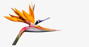 Egzote Creative Web Design Agency Egzote Creative Web - Bird Of Paradise Png #2699875