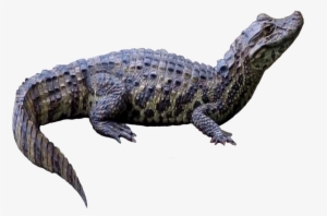 Latirostris2 - Portable Network Graphics #270660