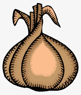 How To Set Use Onion Svg Vector #270937