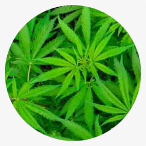 Now, It Is More Than Possible To Fill Out A Recreational - Cannabis #271418