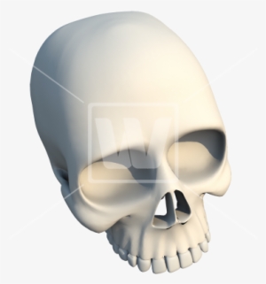 3d Skull Bone - Skull #271516