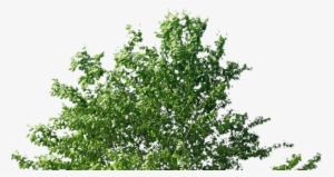 American Holly #271872