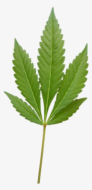 Marijuana Weed Png Image - Marujwana #271914