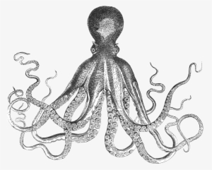 Clip Library Library Giant Drawing At Getdrawings Com - Mollusks Black And White #272380 Clip Library Library Giant Drawing At Getdrawings Com - Mollusks Black And White #272380