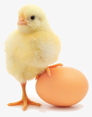 About Us - Chick Standing On Egg #272518