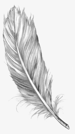 15 Feather Drawing Png For Free Download On Mbtskoudsalg - Pluma Dibujo A Lapiz #273743