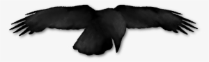 Raven Logo Png - Raven's Corner #273925