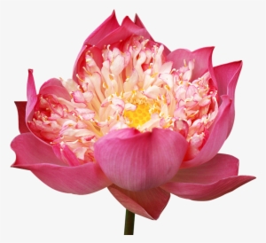 Lotus Flowers, Decorate, Pink Lotus, Many Wings - Sacred Lotus #274275
