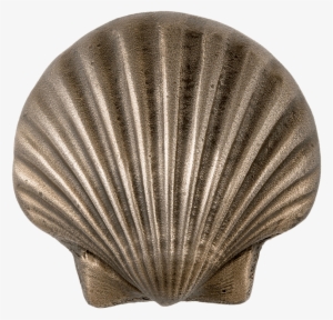 Food - Seashell #274484