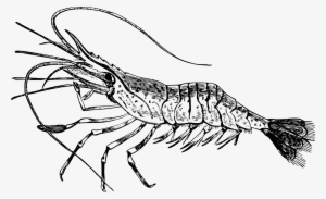 Png Free Library Common Prawn Big Image Png - Prawn Clip Art #274485