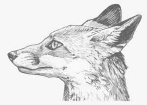 Fox Eyes Png Clipart - Ojos De Zorro Dibujo #274695