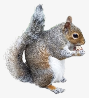 Collection Of Free Chipmunk Drawing Douglas Squirrel - Drawing #274759