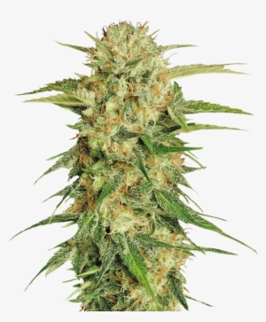 Cannabis Png - Cannabis Plant Transparent Background #275168