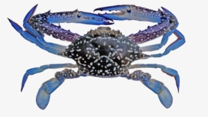 Indonesian Blue Swimming Crab Fishery Improvement Project #275216