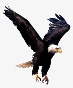 Eagle - Eagles Transparent Background #275717 Eagle - Eagles Transparent Background #275717