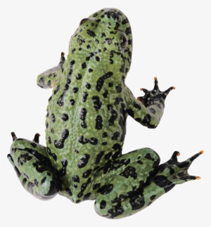 Frog Png #275909