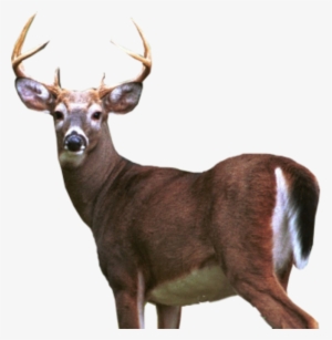 Deer Png #276124