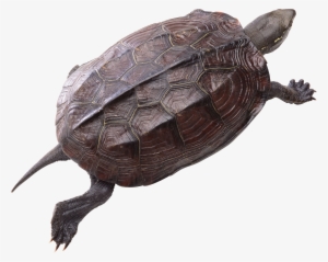 Turtle Png Pic - Turtle Png #276160