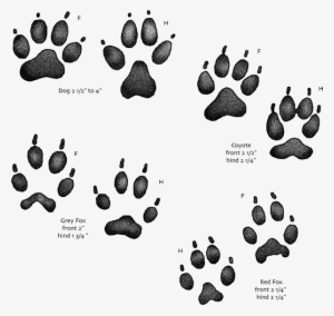 Usgs Kids Animal Tracks - Animal Tracks #276287
