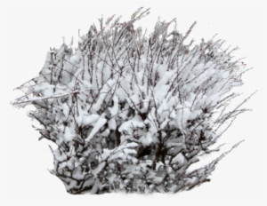 A Young Bush Covered In Snow Is Perfect For An Outdoor - Frost #276325