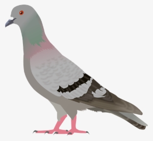 Pigeon, Clip Art, Illustrations - Pigeon Clipart #276397
