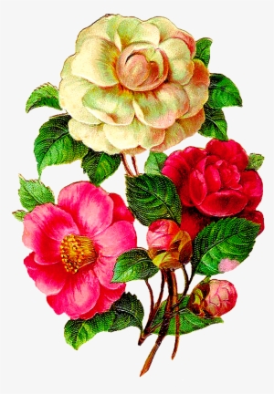 Vintage Flower Illustration Png - Camellia Flowers Png #276783