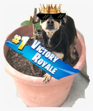 My Dog Got A Victory Royal Fortnite - Dog #277120