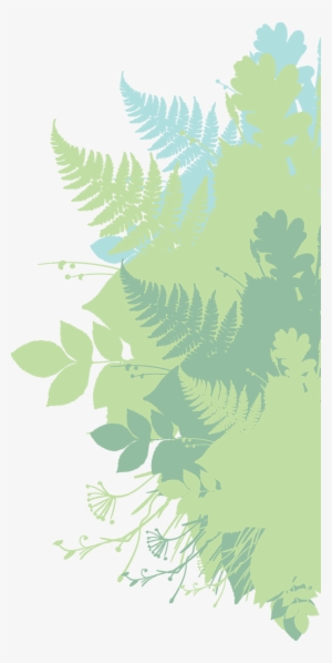 Ostrich Fern #277373