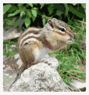 Squirrel Rodent Siberian Chipmunk Prairie Dog Animal - Борша Тышқан #277395