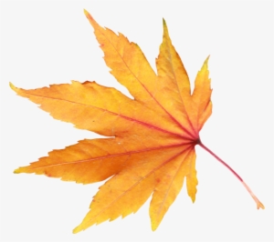 Yellow Leaves - Fall Leaves Transparent Background #277598