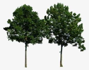 Trees Png Free Download #277617