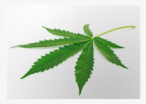 Cannabis #277748