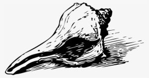 Seashell Clip Art - Black And White Images Of Seashells #278659