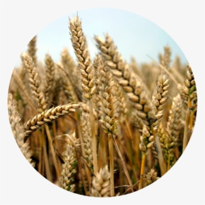 Circle Containing An Image Of A Wheat Field #278665
