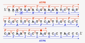 The Two Reading Frames Used By The Human Mitochondrial - Overlapping Genes #2702119