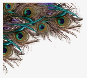 Feather Peacock Png, Peacock Feather Background Png - Happy Krishna Janmashtami Quotes #2702375