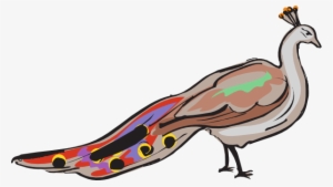 Colorful Peacock Svg Clip Arts 600 X 339 Px #2702442