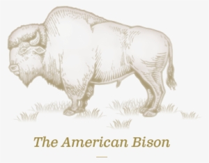 Illustration Of Bison - 12 Inch Ruler Actual Size #2702443