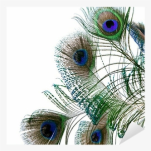 Single Peacock Feathers Png Hd Download - Peafowl #2702471