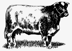 Dairy Cattle Highland Cattle Bull Shorthorn Beef Cattle - Cattle #2702552