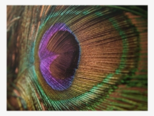 Single Peacock Feathers With Flute Png Download - Peacock Feather #2704334