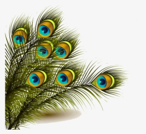 Peafowl Feather Clip Art - Peacock Feather Transparent Png #2704737